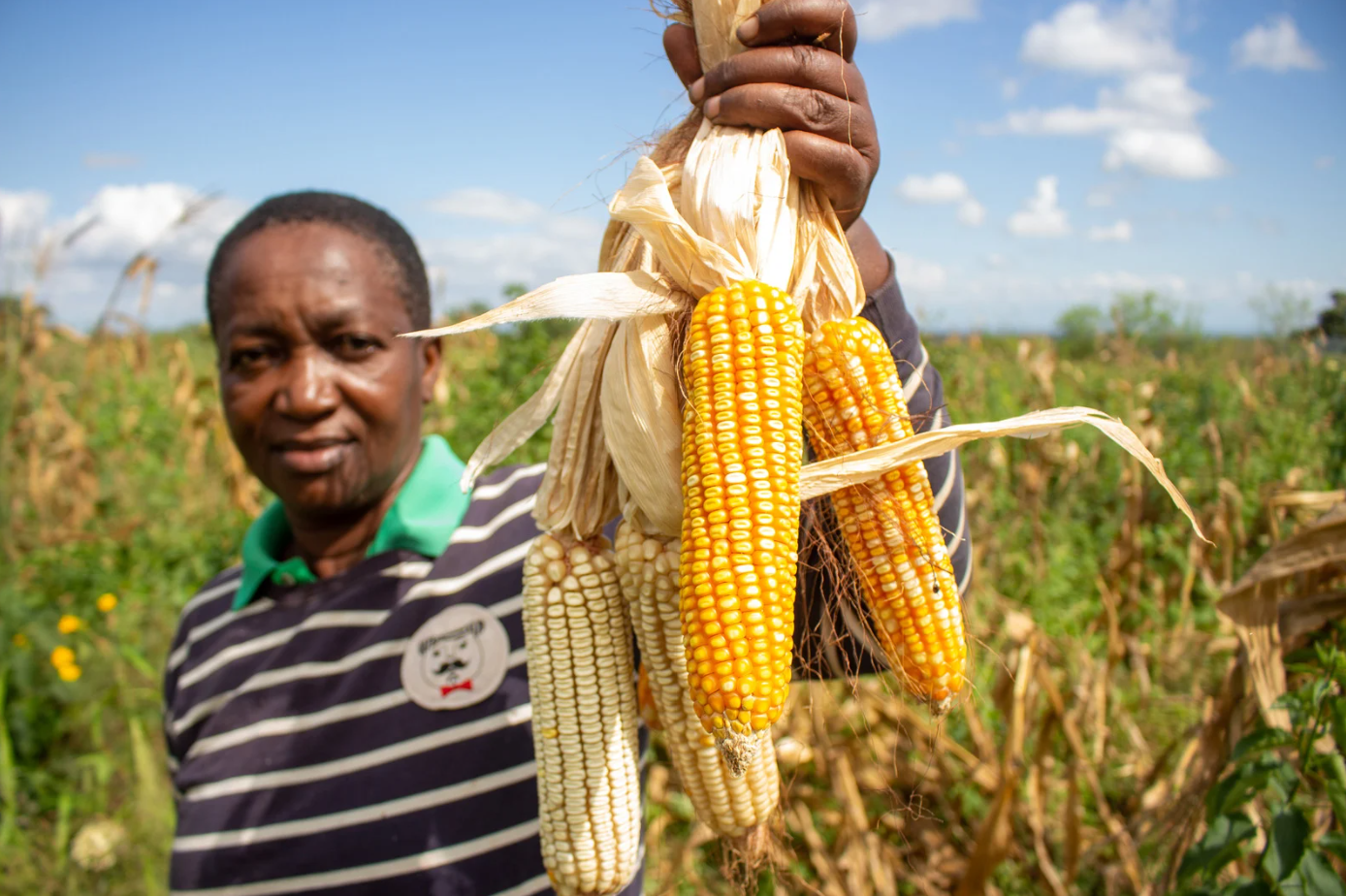 maize_farmer